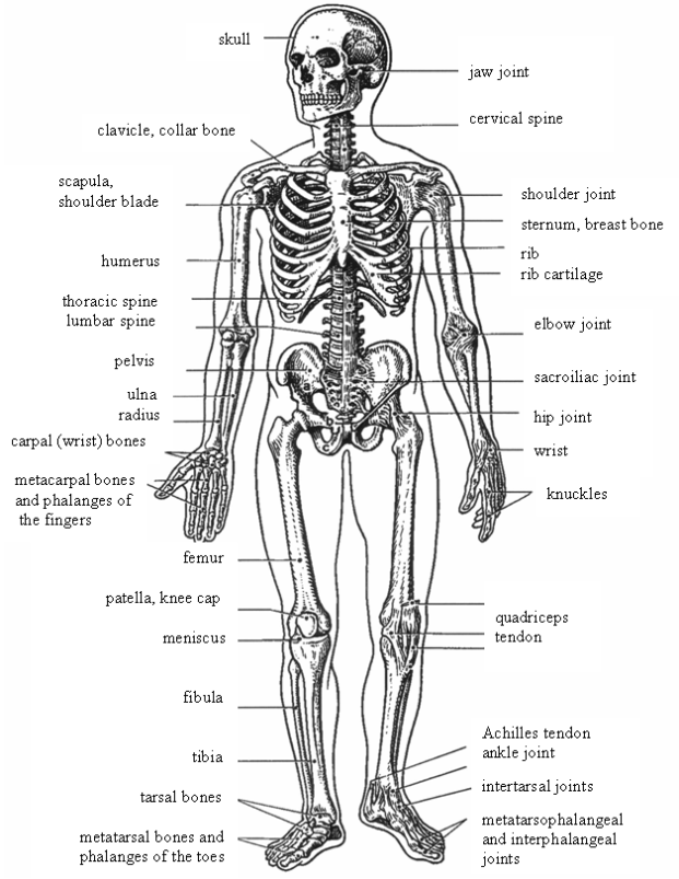 Figure 9: Skeletal system, anterior view