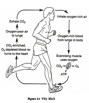 Figure 14: VO2 MAX